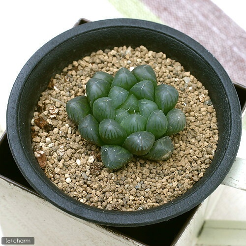 ハオルチア プペスケンス 3点セット ハオルチア プペスケンス 3点セット 楽天市場】多肉植物