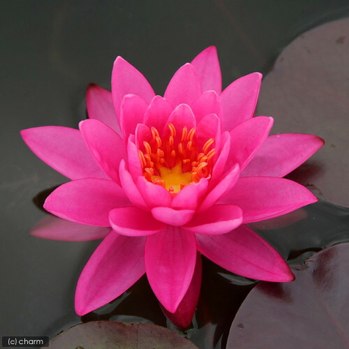 楽天市場】（ビオトープ）睡蓮 温帯性睡蓮（スイレン）（紫）パープル