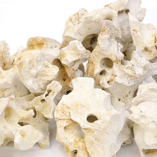 サンゴの化石 置物 ２個せット サンゴの化石 置物 2個せット