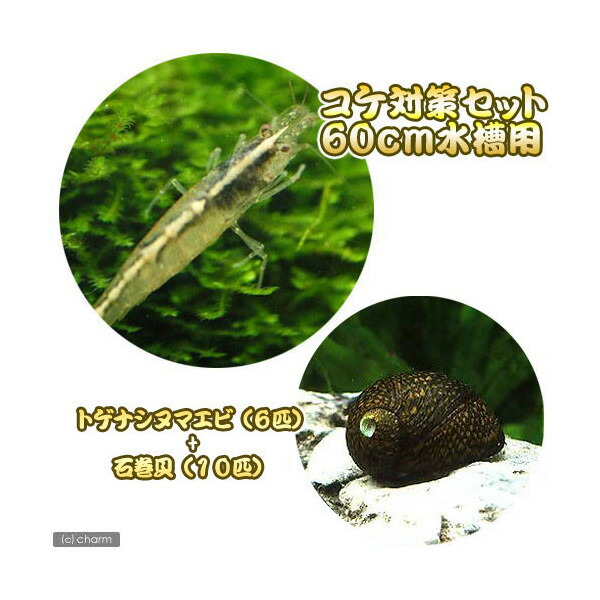 100匹+増量サービス★ヤマトヌマエビ　石巻貝3匹セット（死着保障有）from SCRATCH. 100匹+増量サービス☆ヤマトヌマエビ 石巻貝10匹セット（死着保障