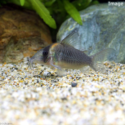 （熱帯魚）コリドラス・セミロングノーズルイーザ（ワイルド）（１匹）　北海道航空便要保温｜charm 店