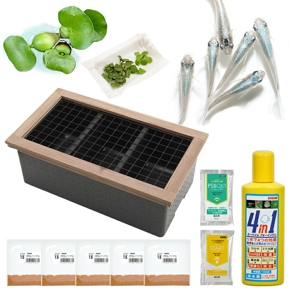 楽天市場】（めだか）メダカの2世帯住宅 3ルーム 楊貴妃メダカ飼育