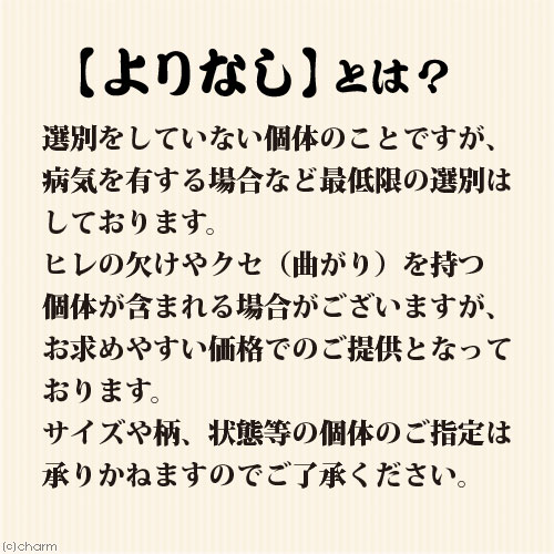 (めだか)烏城三色メダカ/烏城三色めだか Aグレード(1匹) 北海道航空便要保温 (めだか)烏城三色メダカ/烏城三色めだか Aグレード(1匹) 北海道航空便要保温