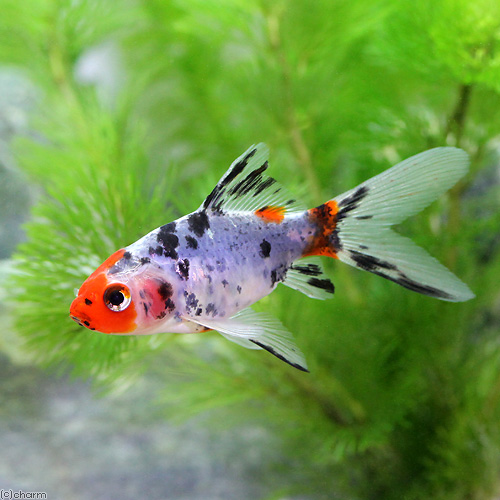 楽天市場 国産金魚 朱文金 5匹 Charm 楽天市場店 楽天市場 国産金魚 朱文金 5匹 Charm 楽天市場店