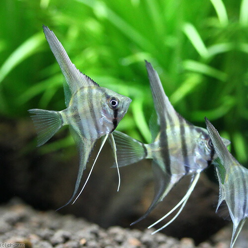 78 Off 熱帯魚 スカラレ エンゼルフィッシュ ペルー ｓサイズ ワイルド ５匹 北海道航空便要保温 沖縄別途送料 Nrockconstruction Com