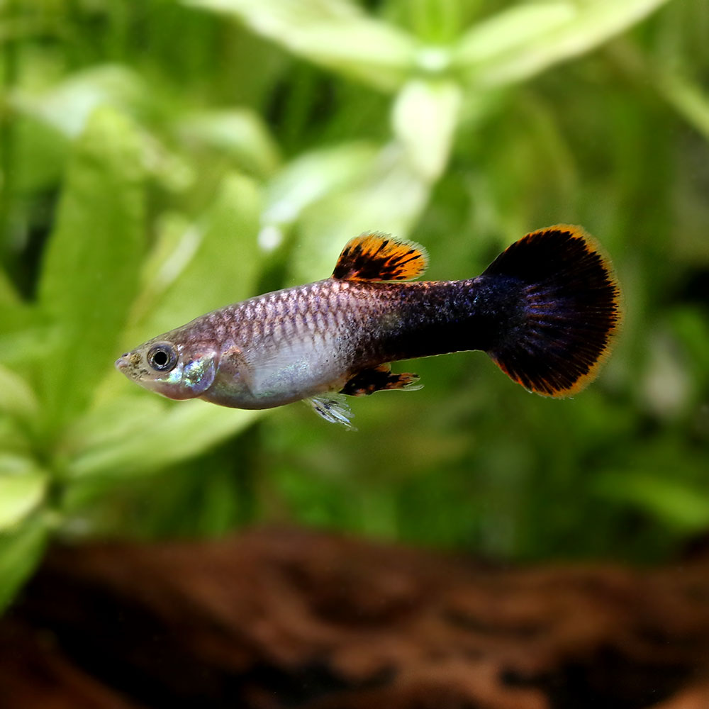 ラブリー熱帯魚 ピンク 最高の花の画像 ラブリー熱帯魚 ピンク 最高の花の画像