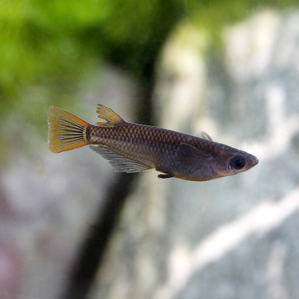 市場 女雛 メダカの稚魚 メダカ めびな 10匹