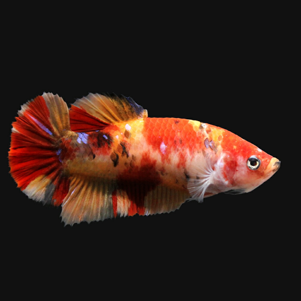 (熱帯魚)鯉ベタ・ハーフムーンプラカット コイカラー ニモ(キャンディー) メス(3匹) 北海道航空便要保温 沖縄別途送料
