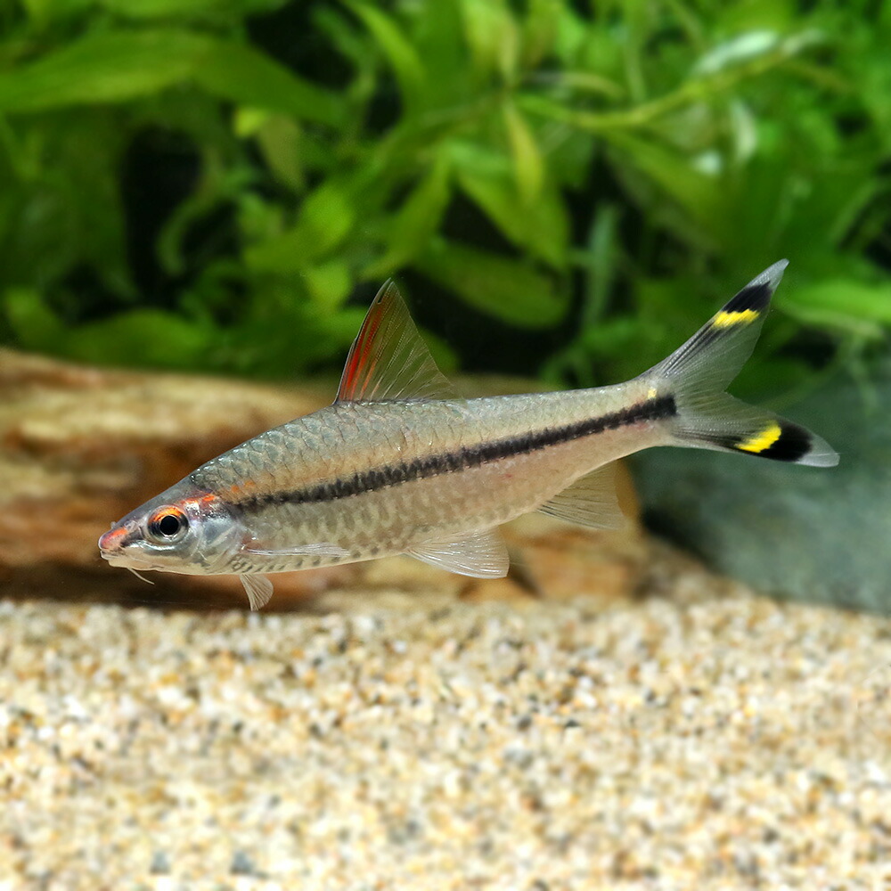 (熱帯魚)レッドライン・トーピードバルブ Lサイズ(1匹) 北海道・九州・沖縄航空便要保温 (熱帯魚)レッドライン・トーピードバルブ Lサイズ(1匹) 北海道・九州・沖縄航空便要保温