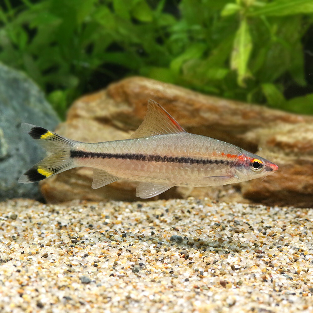 (熱帯魚)レッドライン・トーピードバルブ Lサイズ(1匹) 北海道・九州・沖縄航空便要保温 (熱帯魚)レッドライン・トーピードバルブ Lサイズ(1匹) 北海道・九州・沖縄航空便要保温