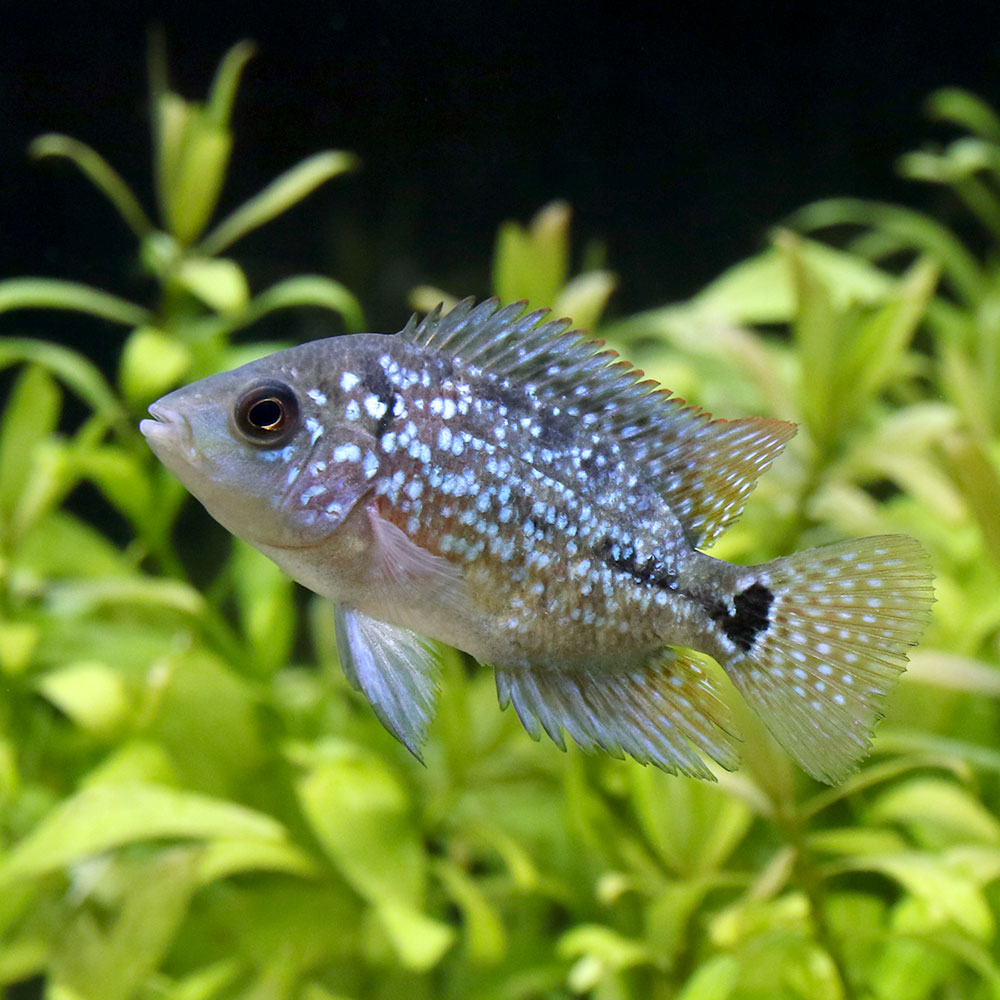 元の沖縄 の 熱帯魚 最高の花の画像