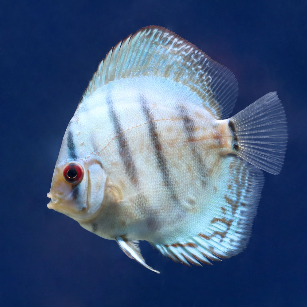 ディスカス ドイツレッドターコイズ 7匹 熱帯魚