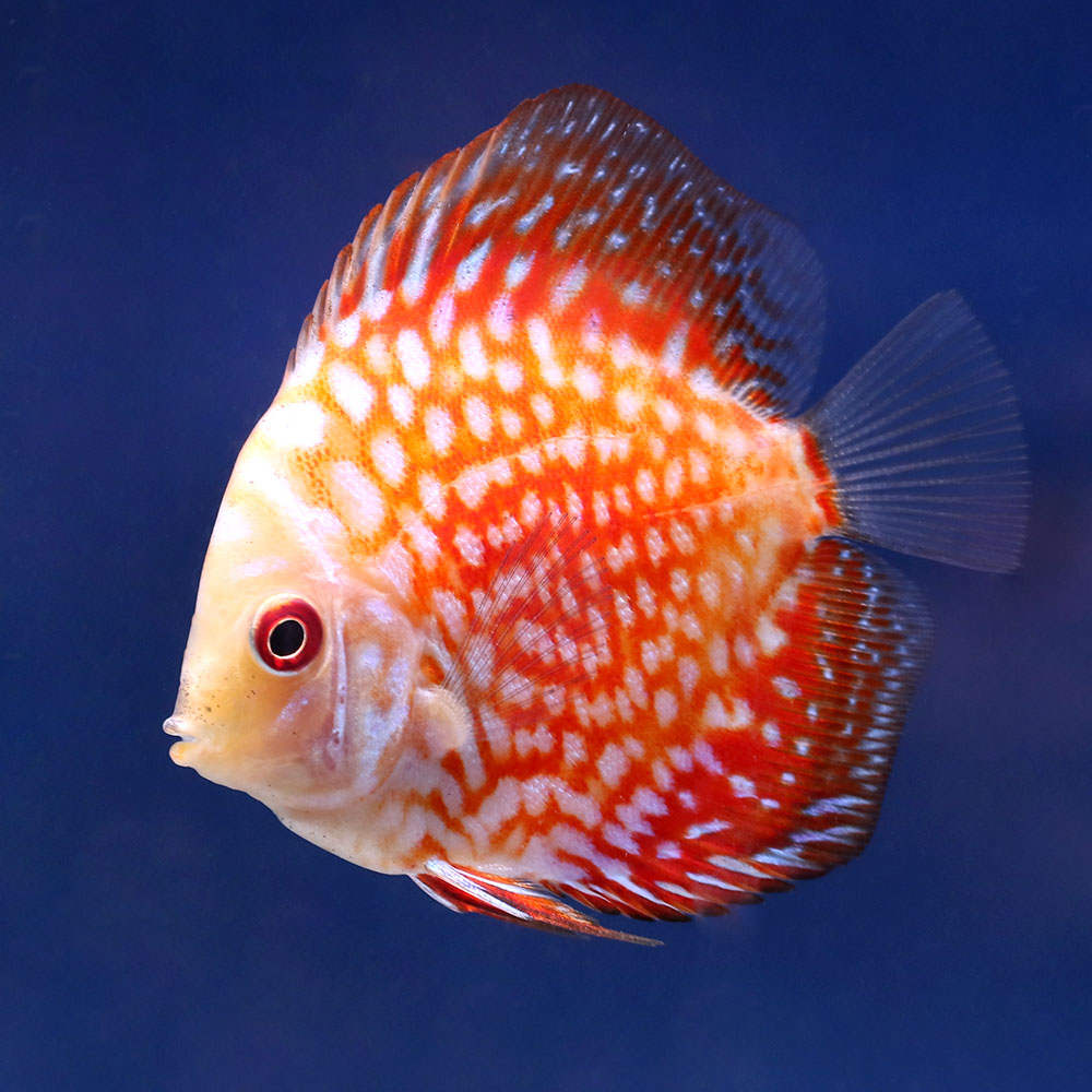 楽天市場 熱帯魚 ポルカドットラフレシア ディスカス ｓサイズ １匹 沖縄別途送料 北海道 九州航空便要保温 Charm 楽天市場店