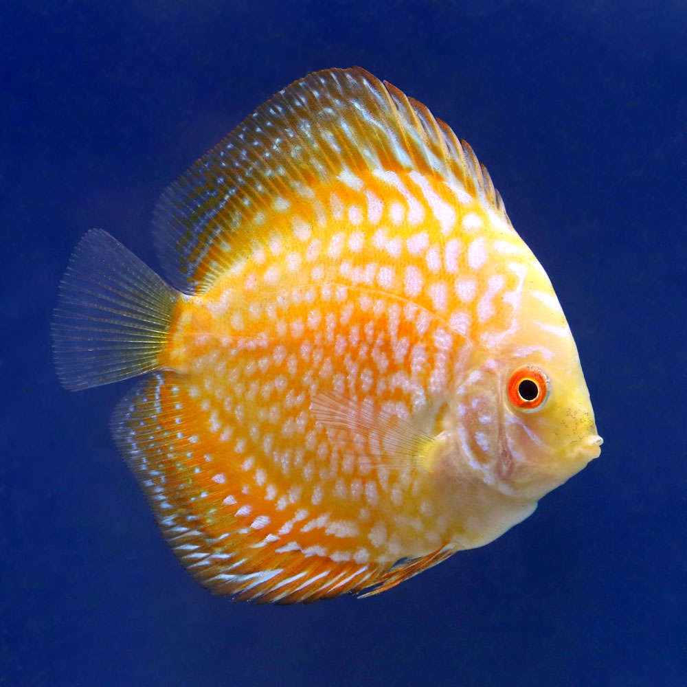 (熱帯魚)ゴールデンラフレシア・ディスカス(Sサイズ)(3匹) 北海道航空便要保温 沖縄別途送料