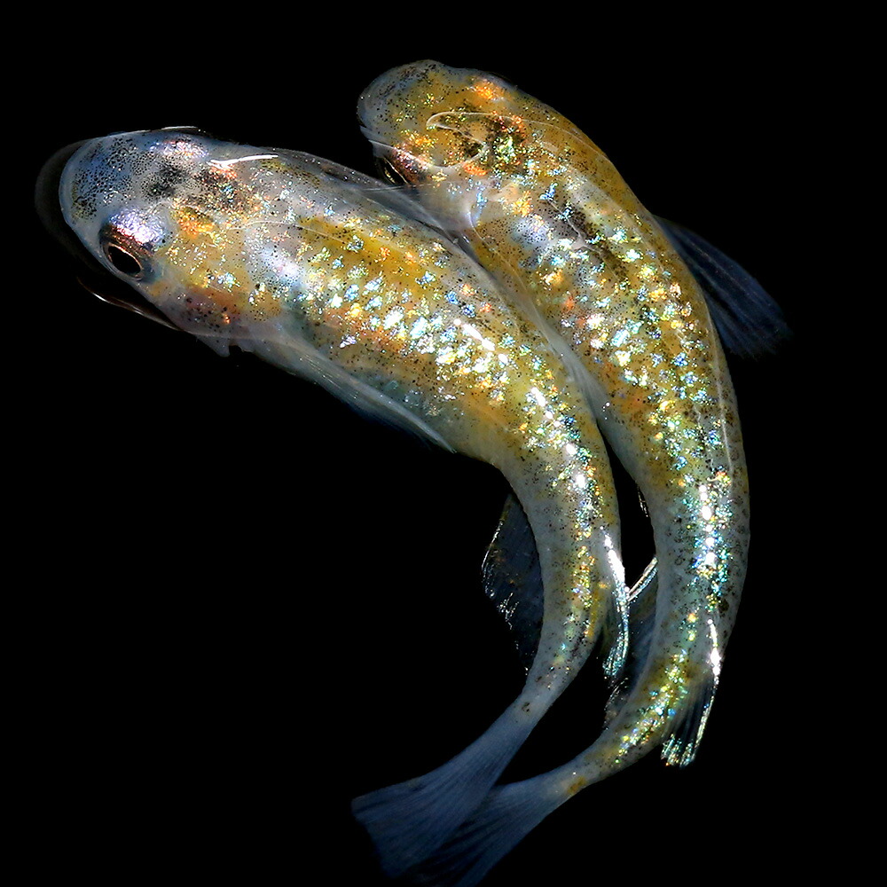 楽天市場】（めだか）夜桜メダカ（10匹） : charm 楽天市場店