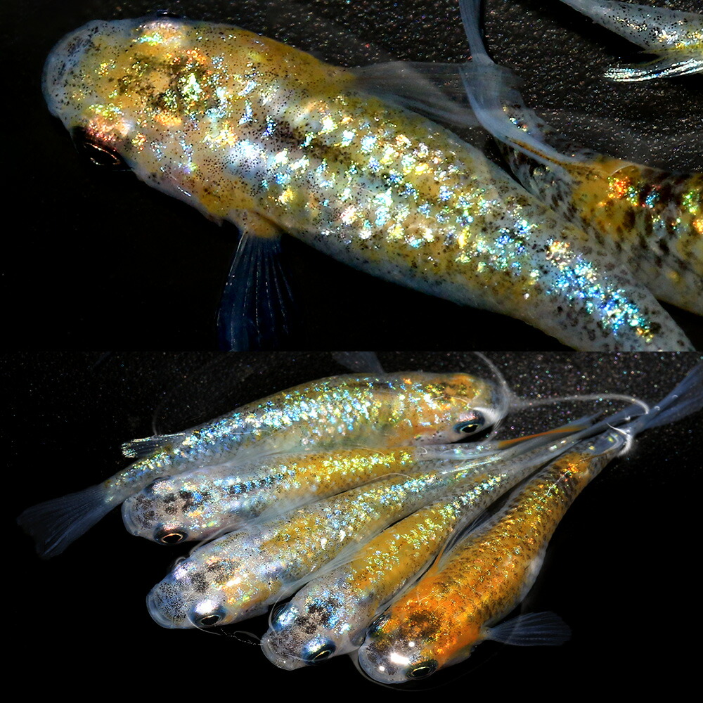 楽天市場 めだか 夜桜ゴールドメダカ ３匹 Charm 楽天市場店