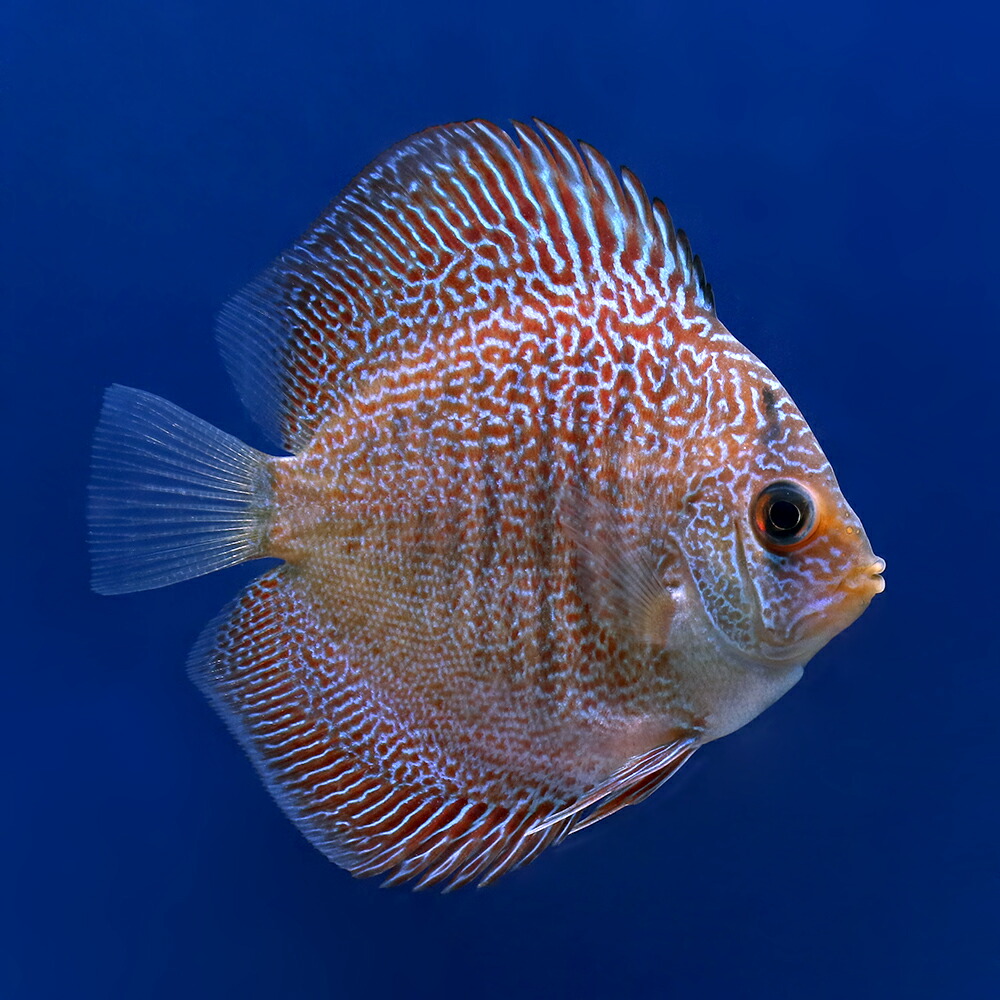 元の沖縄 の 熱帯魚 最高の花の画像