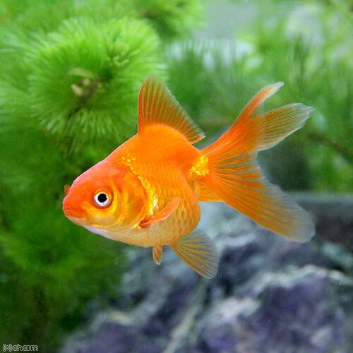 これで最後！限定3尾限り【蒼い錦魚】珍品 猩々琉金 2歳魚10cm± １尾の価格です。 絶賛出品中！激レア！ 羽衣秋錦 2歳10cm± | こだわりのモザイク