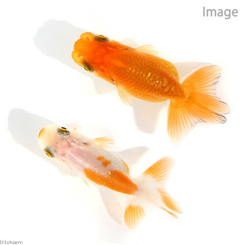 【楽天市場】（国産金魚）協会系らんちゅう ４〜７ｃｍ（１匹） : charm 楽天市場店