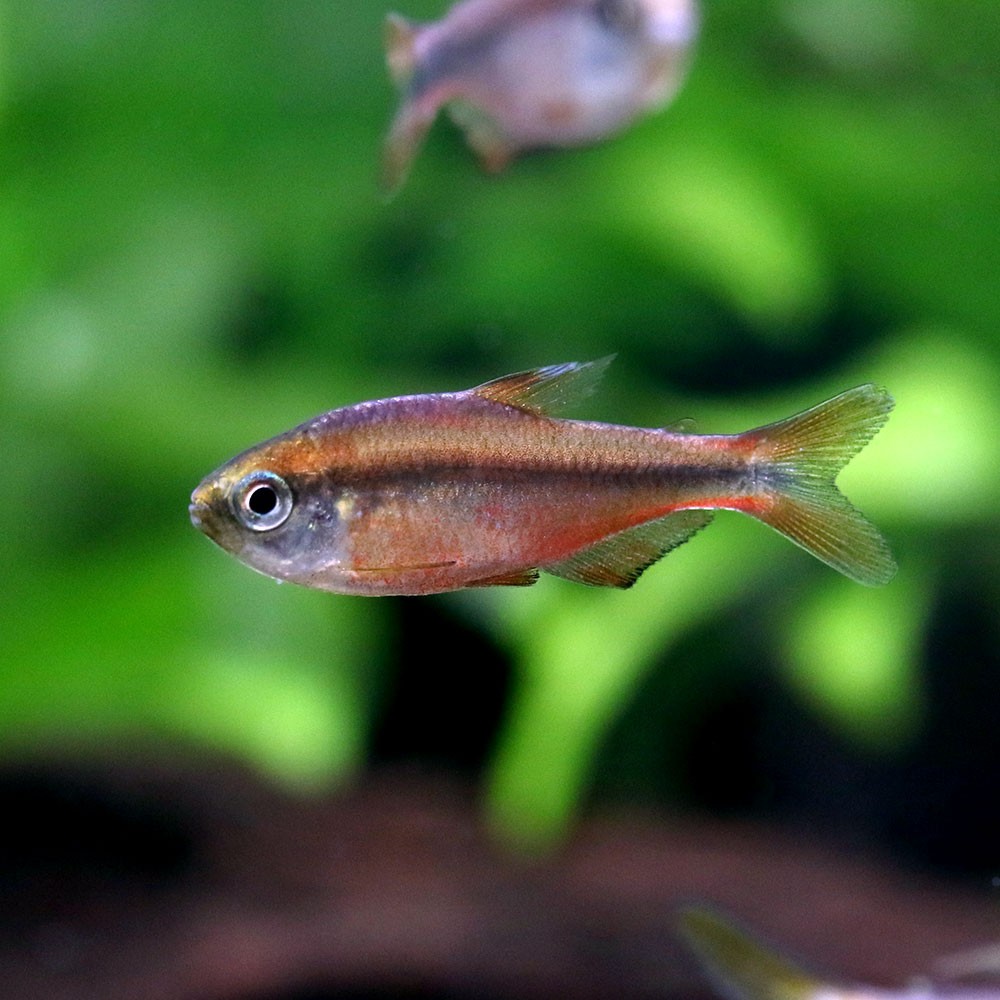 （熱帯魚）スーパーレッドデビル・テトラ（ワイルド）（３匹）　北海道・九州航空便要保温