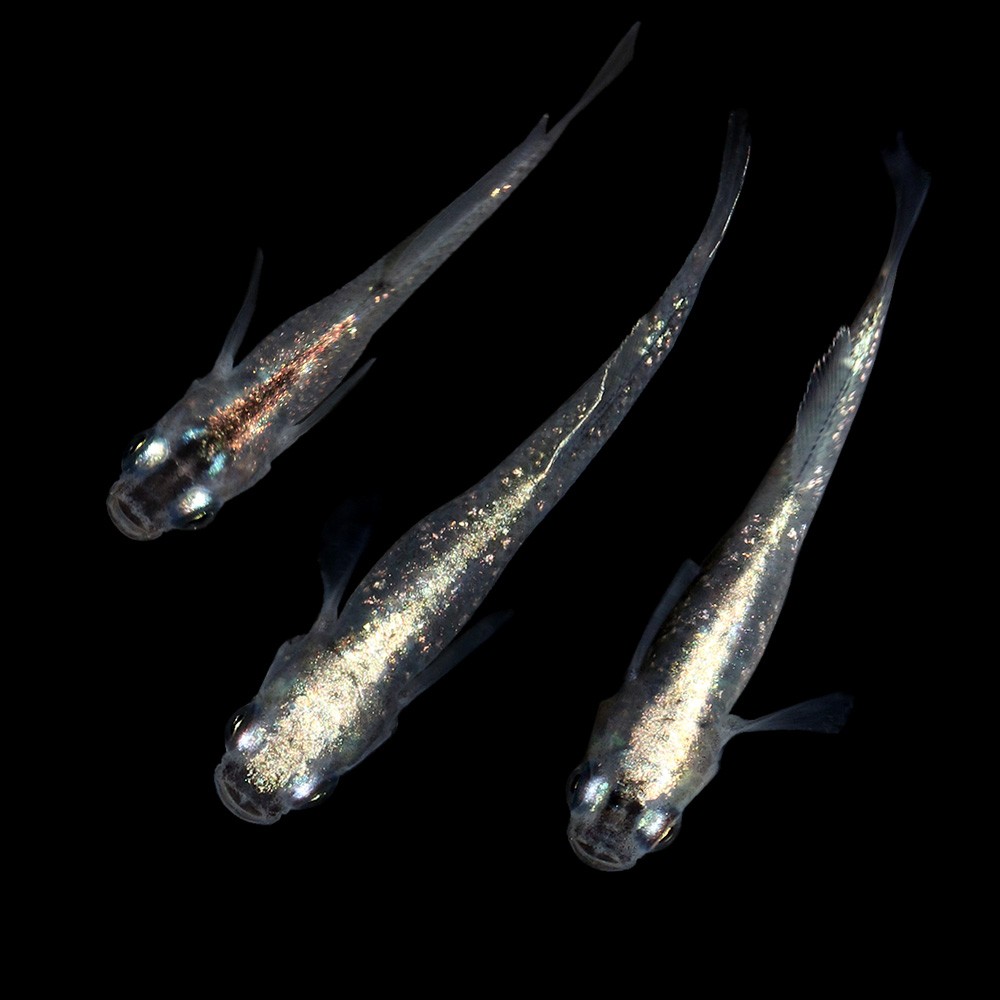 楽天市場 めだか 頂上ラメめだか 体外光 ３匹 Charm 楽天市場店