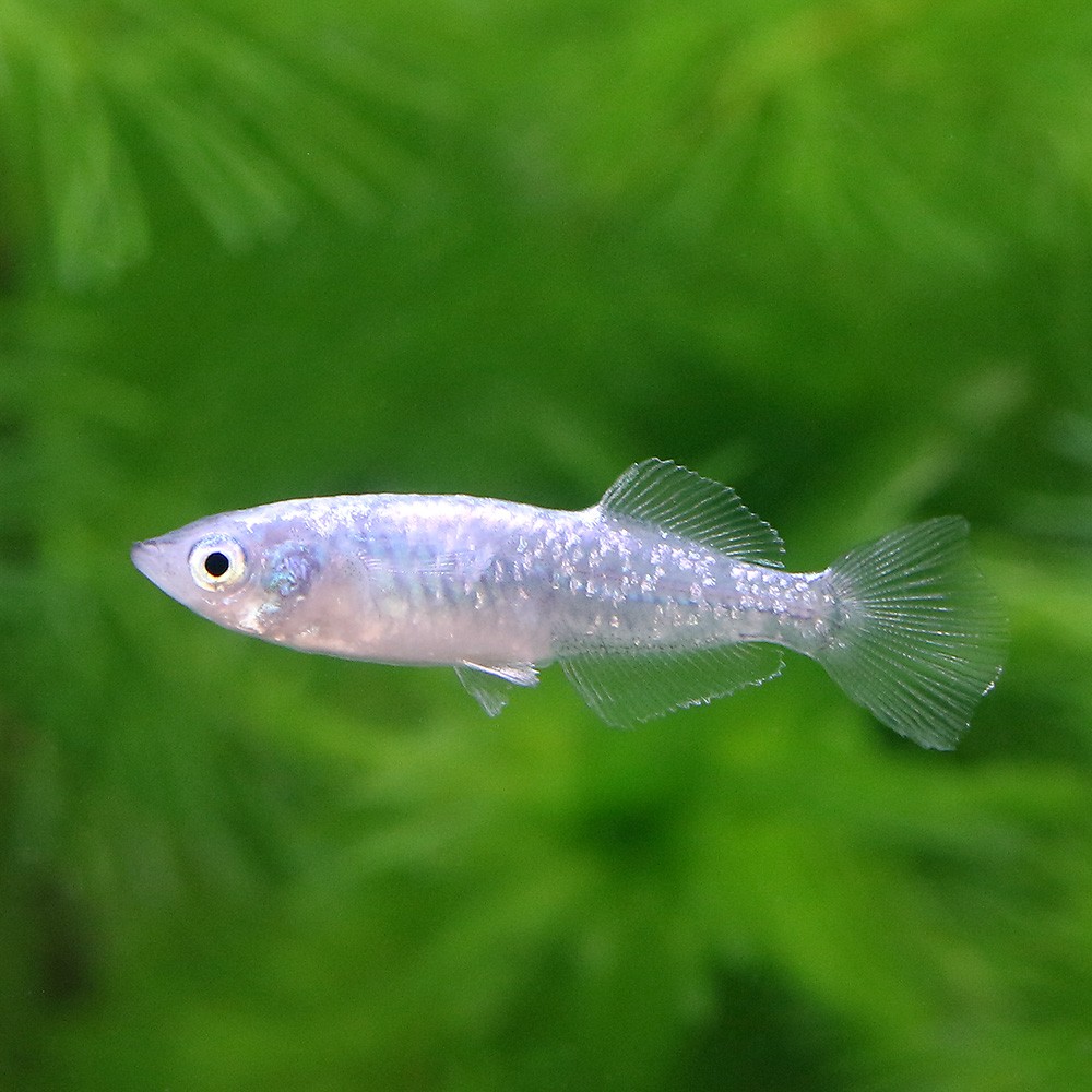 楽天市場 めだか 頂上ラメめだか 体外光 ３匹 Charm 楽天市場店