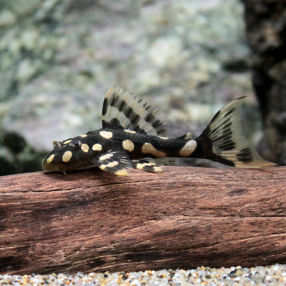 (熱帯魚)オパールドット・マグナムプレコ(ブリード)(1匹) 北海道航空便要保温|charm 店