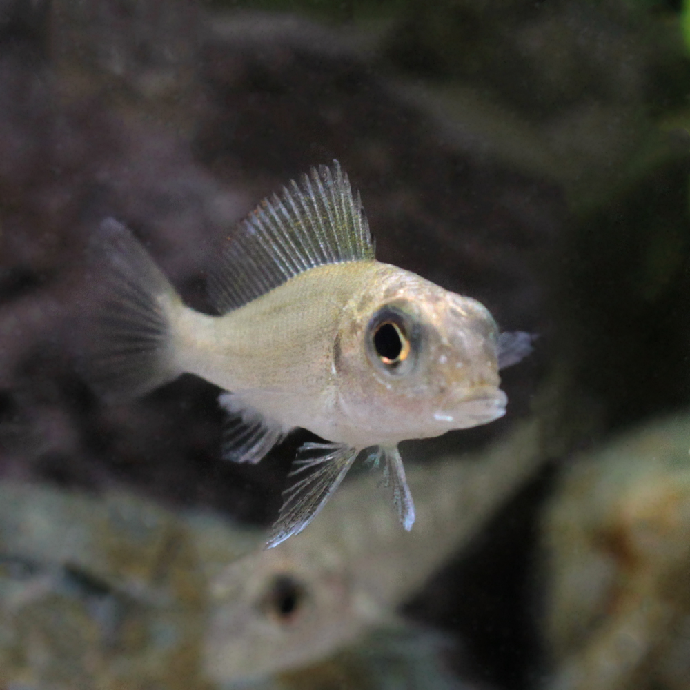 楽天市場 熱帯魚 カロクロミス マクロプス １匹 北海道 九州航空便要保温 Charm 楽天市場店