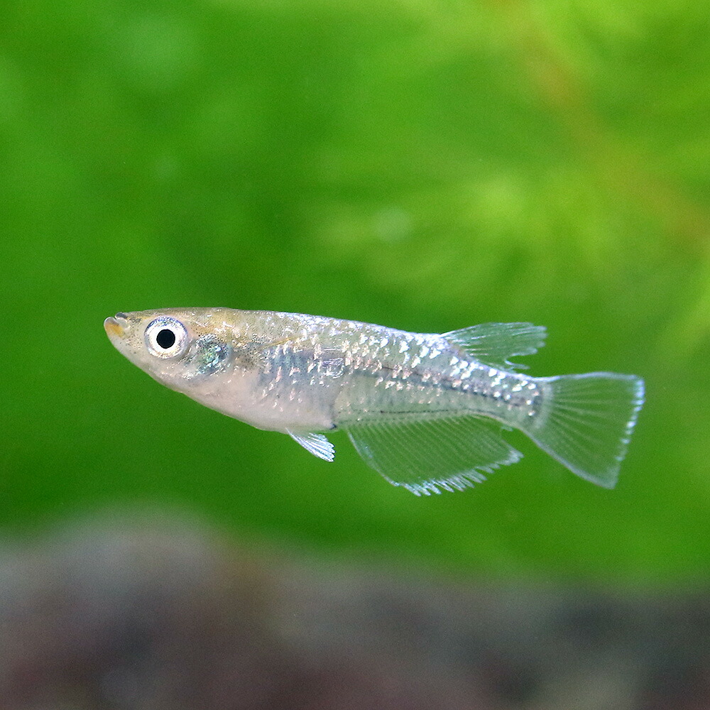 観賞魚 めだか エメラルドフィン グリーンタイプ 1ペア 沖縄別途送料 Charm 店 観賞魚 めだか エメラルドフィン グリーンタイプ 1ペア 沖縄別途送料 Charm 店