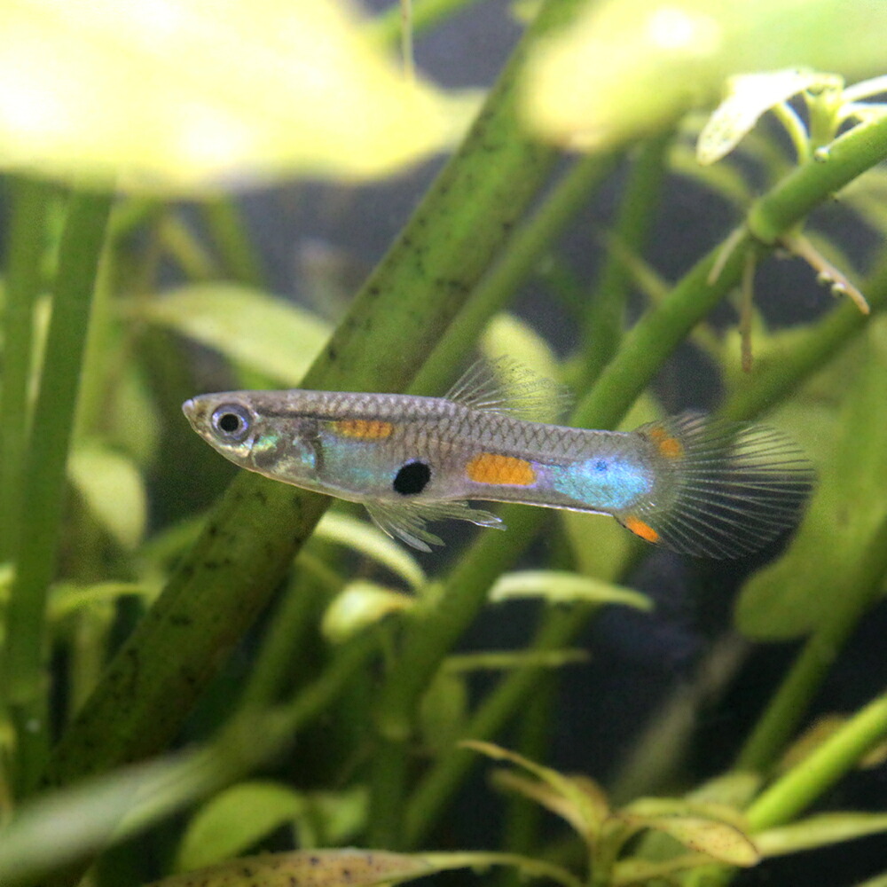 残りわずか 熱帯魚 エンドラーズ ライブベアラー エルティグレ 2011 国産グッピー 1ペア 北海道航空便要保温 沖縄別途送料 熱帯魚 Dksilverleaf Dk 残りわずか 熱帯魚 エンドラーズ ライブベアラー エルティグレ 2011 国産グッピー 1ペア 北海道航空便要保温 沖縄別途送料 熱帯魚 Dksilverleaf Dk