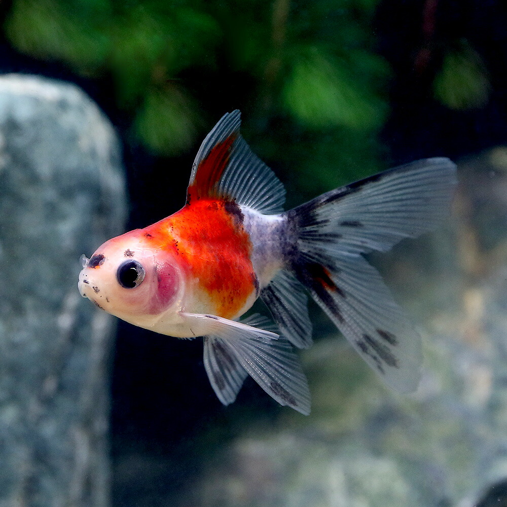 売れ筋ランキングも掲載中 金魚 キャリコ琉金 ショートテール 中国産 ３匹 3 710円 Academydosaber Com