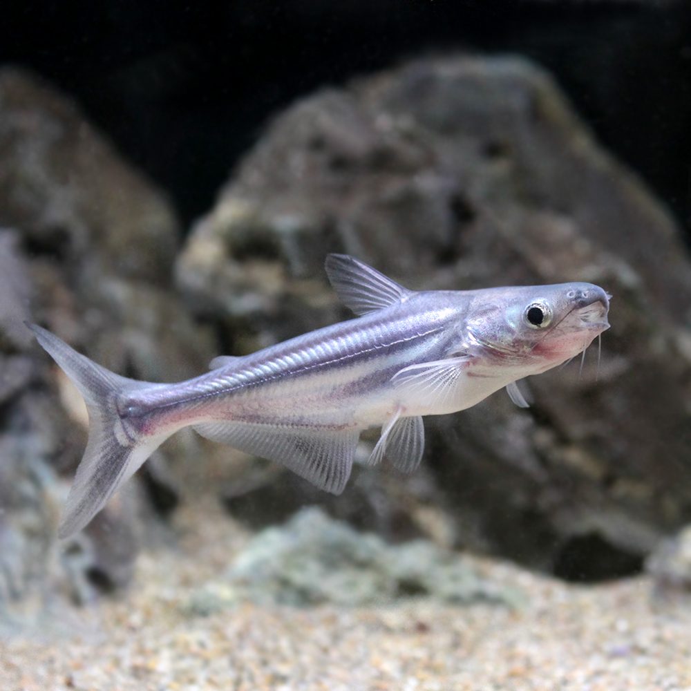 楽天市場 熱帯魚 カイヤン １匹 北海道航空便要保温 Charm 楽天市場店