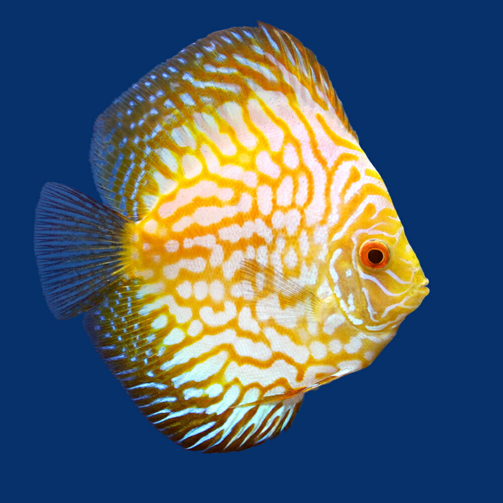 熱帯魚 ゴールデンラフレシア ディスカス サイズ 匹 北海道航空便要保温 沖縄別途送料 Movilesgarcia Com