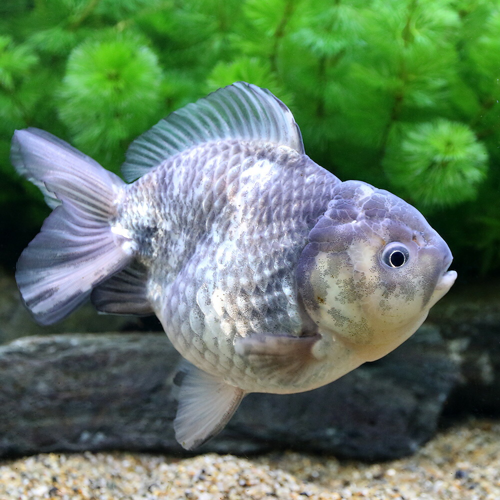 金魚 一点物 オランダシシガシラ ショートテール 10cm 中国産 1匹 沖縄別途送料 Charm 観賞魚 店 金魚 一点物 オランダシシガシラ ショートテール 10cm 中国産 1匹 沖縄別途送料 Charm 観賞魚 店