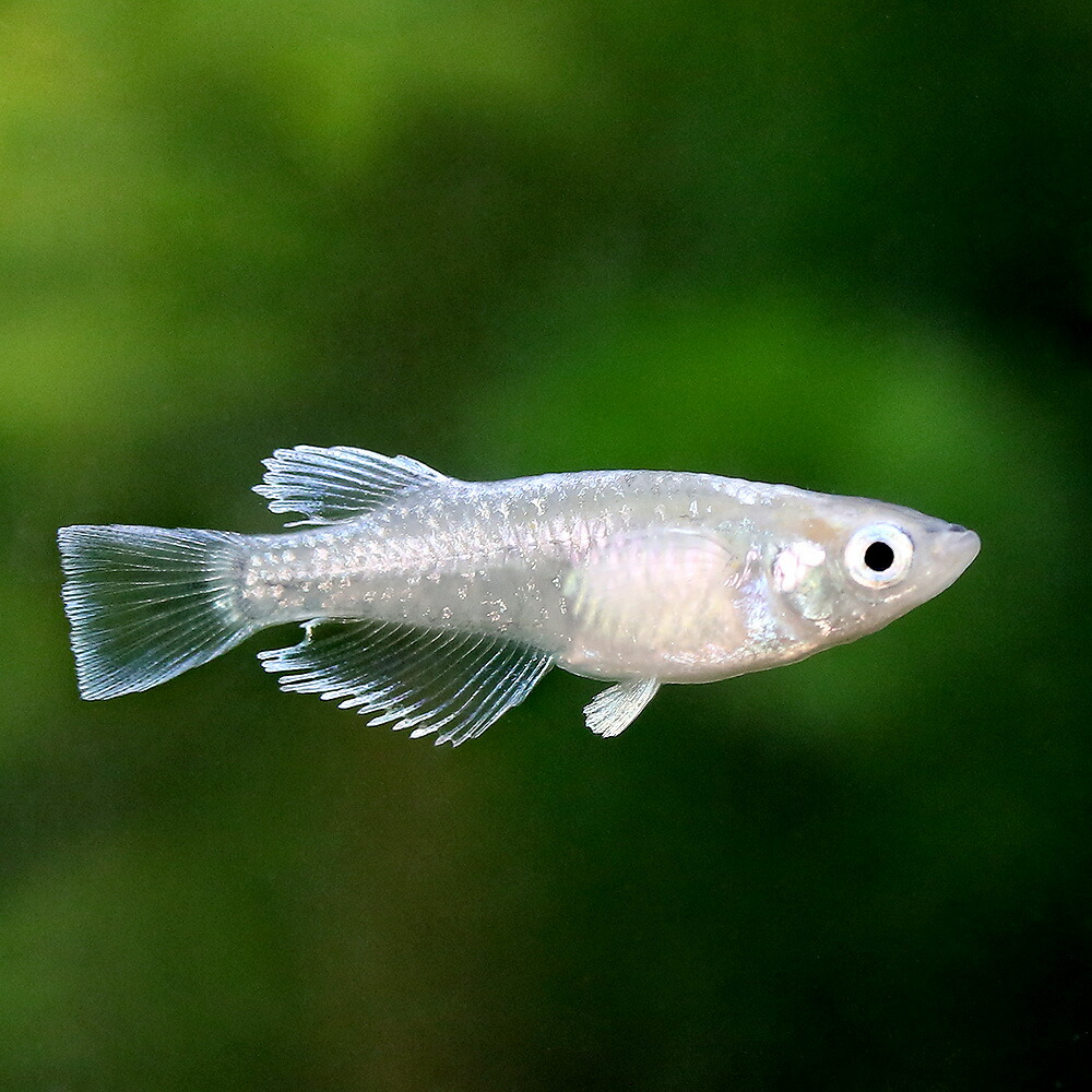 楽天市場 めだか 垂水ロングフィンメダカ ３匹 Charm 楽天市場店