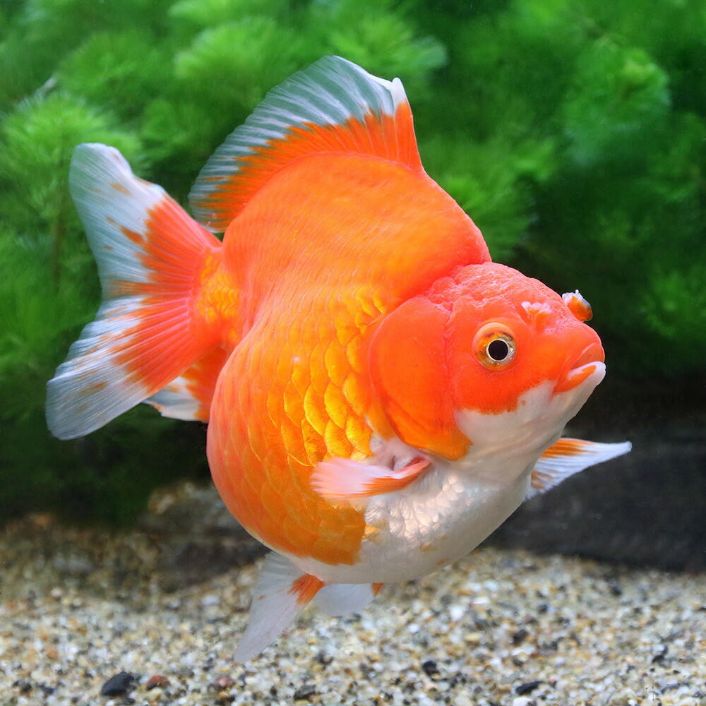 完売 金魚 一点物 ショートテール琉金 １０ｃｍ 外国産 １匹 沖縄別途送料 北海道航空便要保温 人気が高い Metacorpuspilates Com Br