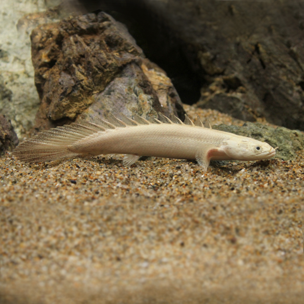 楽天市場 熱帯魚 一点物 ポリプテルス エンドリケリー エンドリケリー プラチナ １２ １４ｃｍ １匹 沖縄別途送料 北海道 九州航空便要保温 Charm 楽天市場店