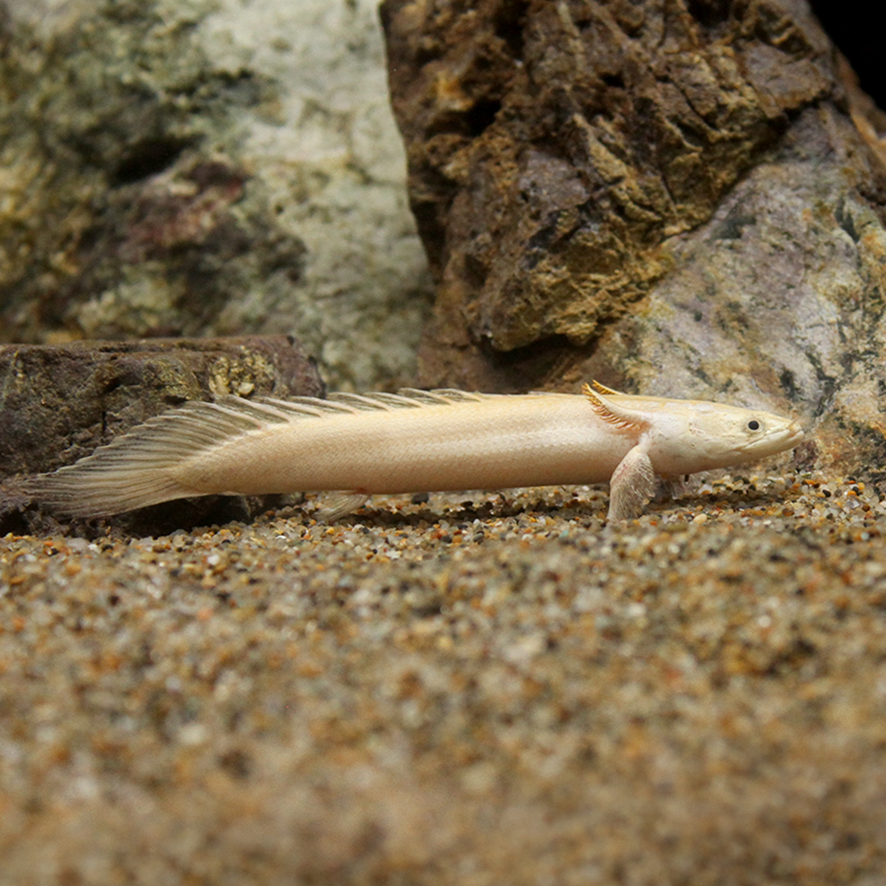 交換無料 楽天市場 熱帯魚 一点物 ポリプテルス エンドリケリー エンドリケリー プラチナ １０ １２ｃｍ １匹 沖縄別途送料 北海道 九州航空便要保温 Charm 楽天市場店 本店は Lexusoman Com