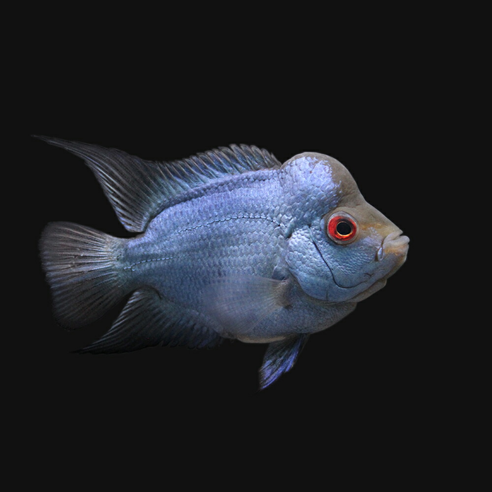 熱帯魚 一点物 フラワーホーン 観賞魚 ラピスラズリ 1匹 北海道航空便要保温 沖縄別途送料 Charm 店 熱帯魚 一点物 フラワーホーン 観賞魚 ラピスラズリ 1匹 北海道航空便要保温 沖縄別途送料 Charm 店
