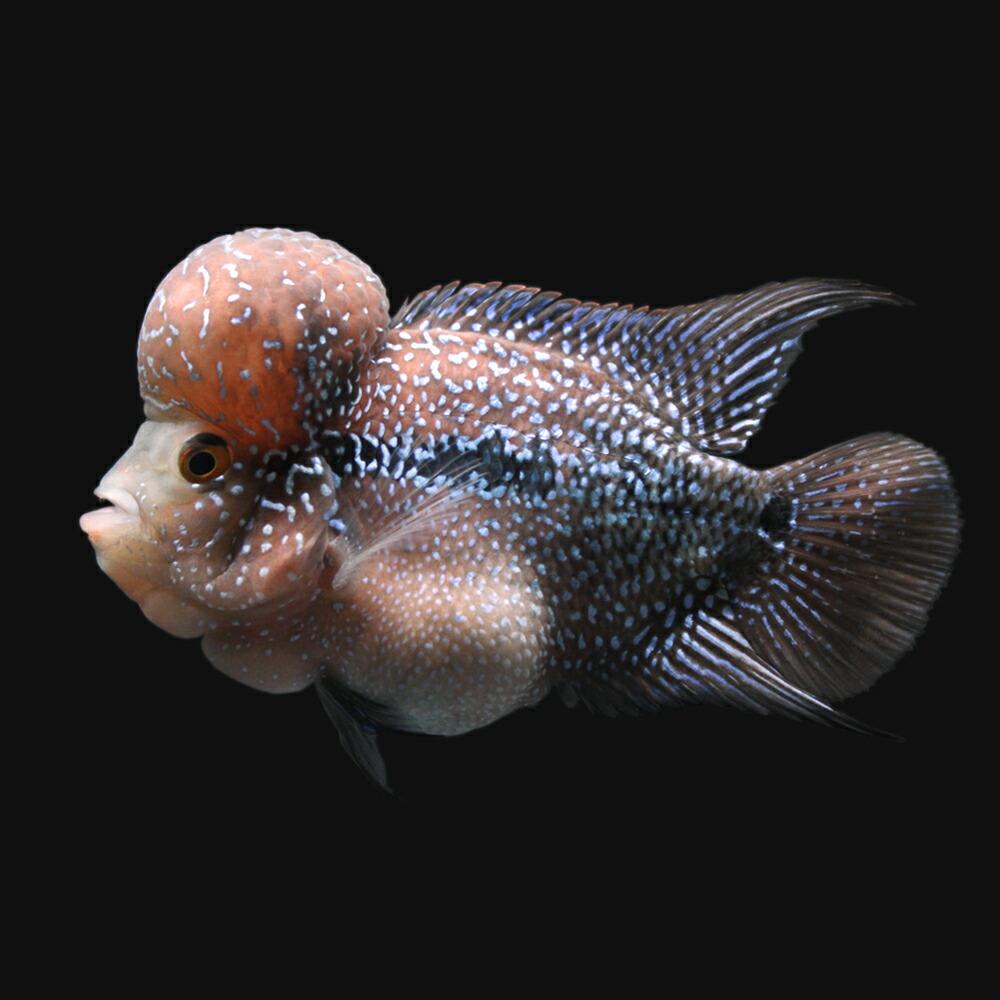 新着商品 楽天市場 熱帯魚 一点物 ショートボディフラワーホーン １匹 北海道 九州航空便要保温 沖縄別途送料 Charm 楽天市場店 新品本物 Www Psht Or Id
