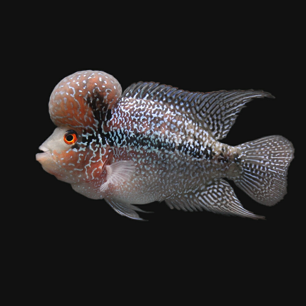 完売 楽天市場 熱帯魚 一点物 ショートボディフラワーホーン １匹 北海道 九州航空便要保温 沖縄別途送料 Charm 楽天市場店 Seal限定商品 Blog Belasartes Br