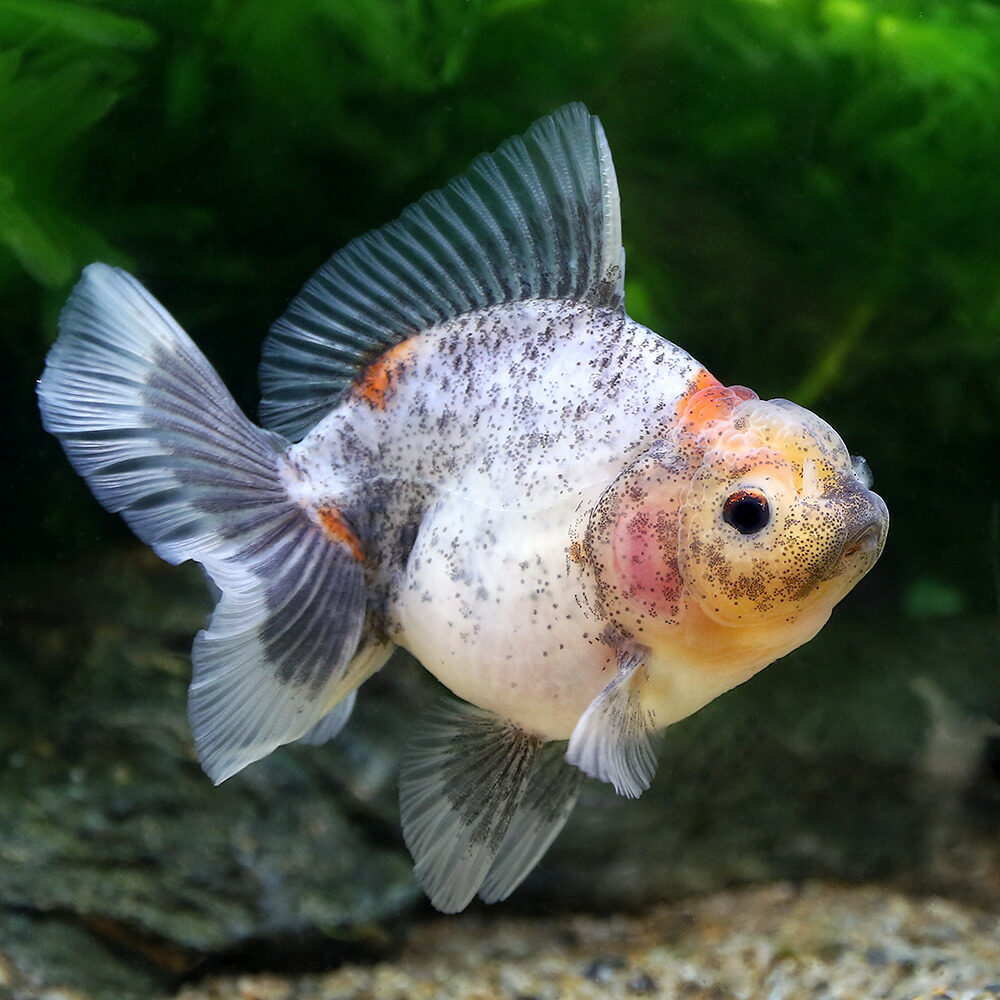 全品送料無料 楽天市場 金魚 一点物 オランダシシガシラ ローズテール タイ産 ７ｃｍ １匹 沖縄別途送料 Charm 楽天市場店 数量限定 Lexusoman Com