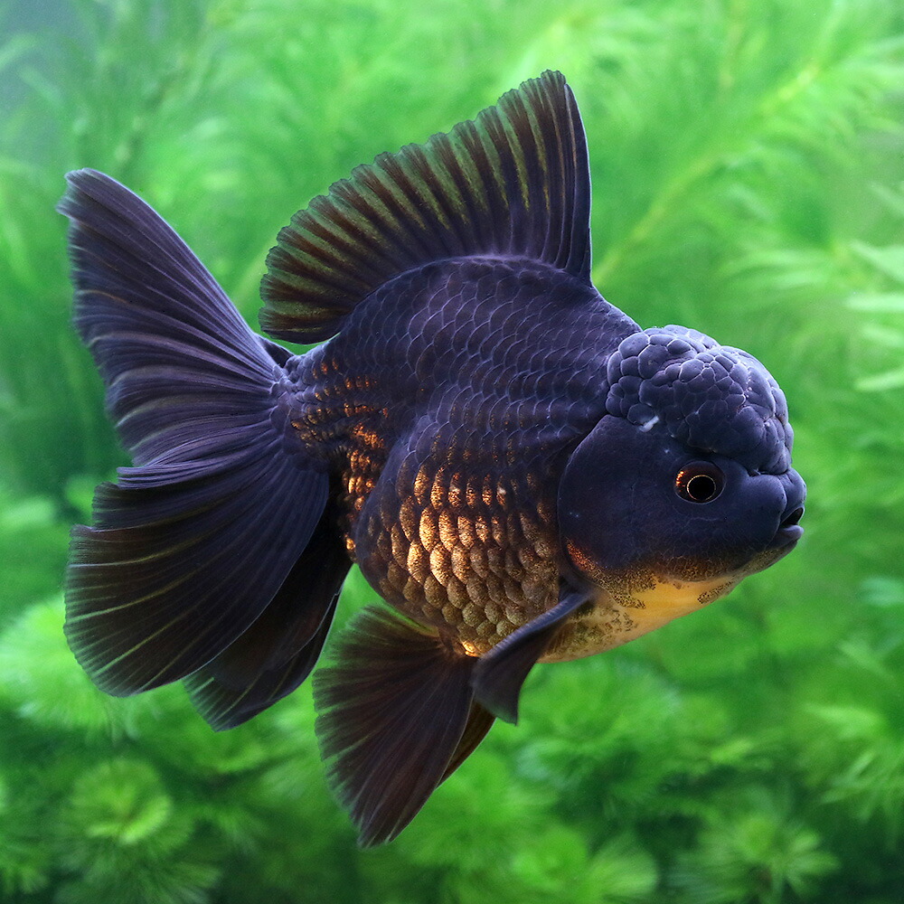 金魚 トリートメント 緑茶