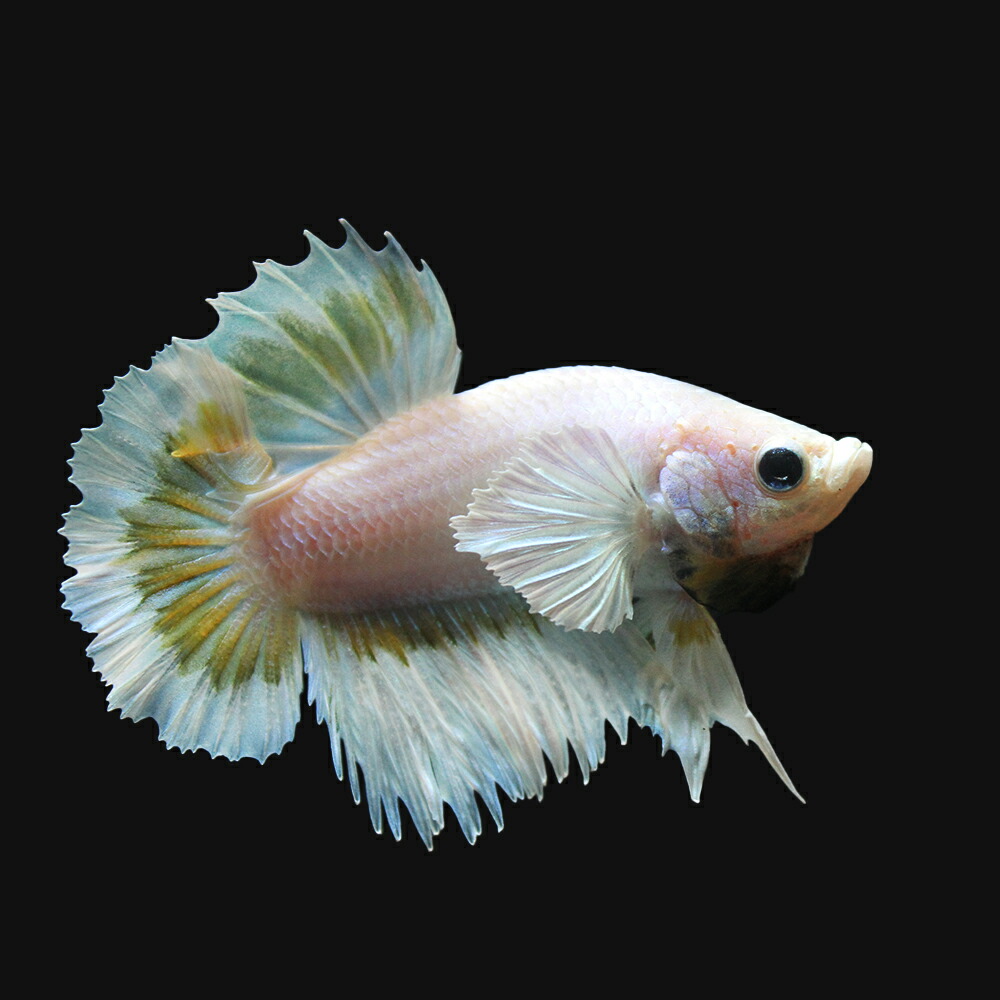 ポイント10倍 熱帯魚 一点物 ベタ エレファントイヤークラウンテールプラカット シルキーイエロー バタフライ オス １匹 北海道 九州航空便要保温 沖縄別途送料 Charm 店 売り切れ必至 Cedeba Com Ar