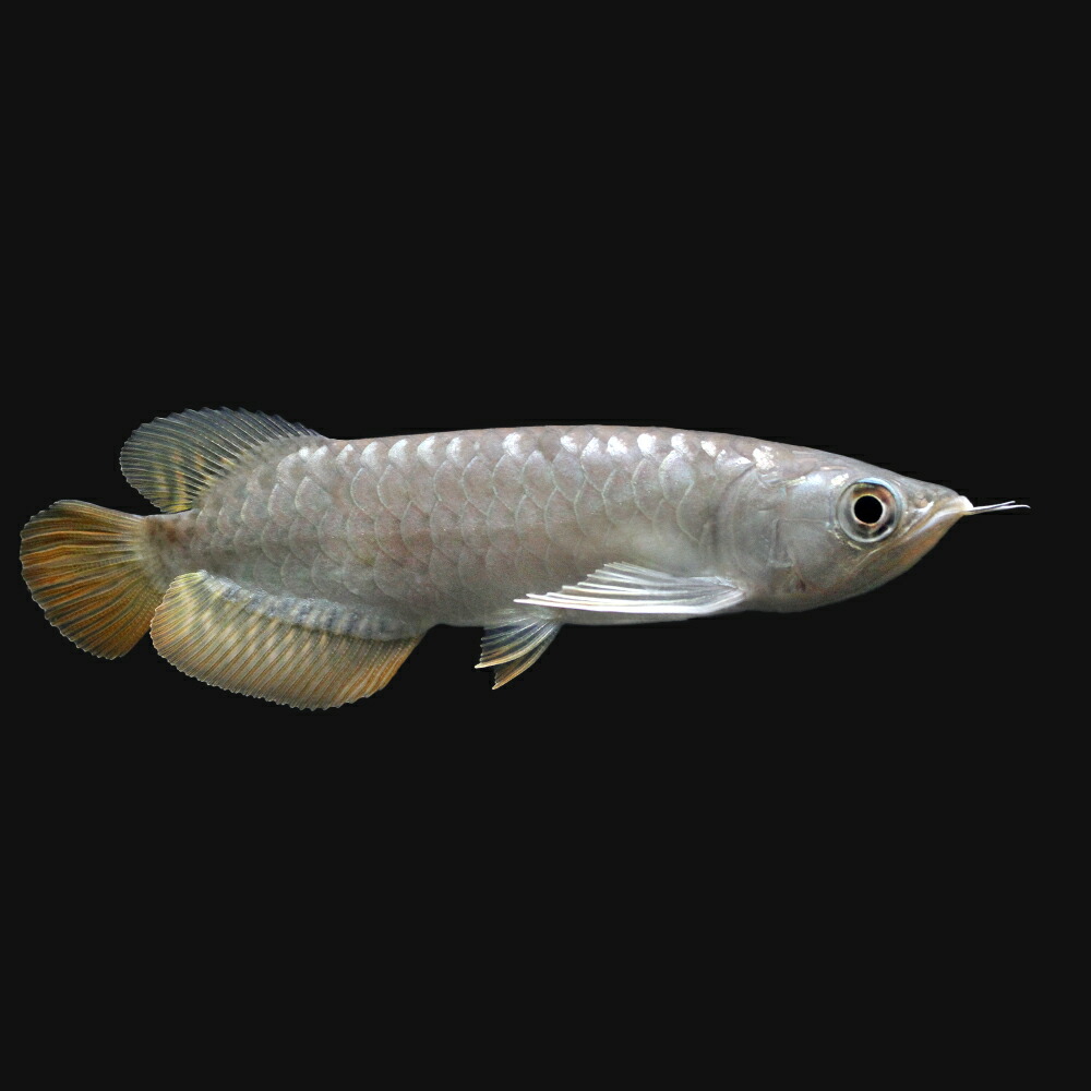 熱帯魚 アクアリウム 観賞魚 熱帯魚 一点物 アジアアロワナ ハイバックゴールデン 高背金龍 wan hu産 証明書付 1匹 北海道 九州航空便要保温 沖縄別途送料 Charm 店 熱帯魚 アクアリウム 観賞魚 熱帯魚 一点物 アジアアロワナ ハイバックゴールデン 高背金龍 wan hu産 証明書付 1匹 北海道 九州航空便要保温 沖縄別途送料 Charm 店