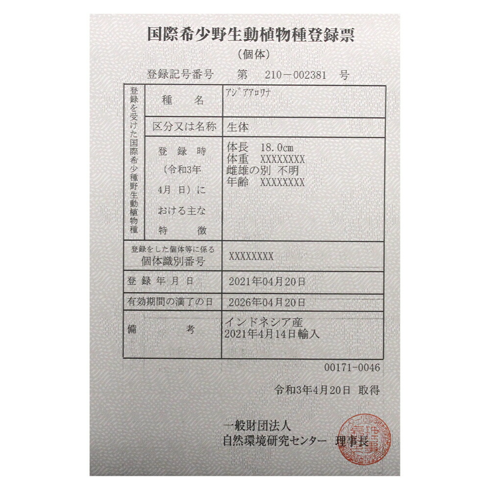 在庫一掃 熱帯魚 一点物 アジアアロワナ バイオレットフージョン 紫紅金龍 ｗａｎ ｈｕ産 証明書付 １匹 沖縄別途送料 北海道 九州航空便要保温 50 Off Www Lexusoman Com