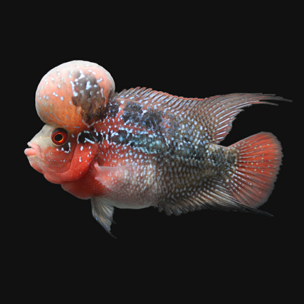 国産 熱帯魚 一点物 フラワーホーン １匹 北海道航空便要保温 沖縄別途送料 Web限定