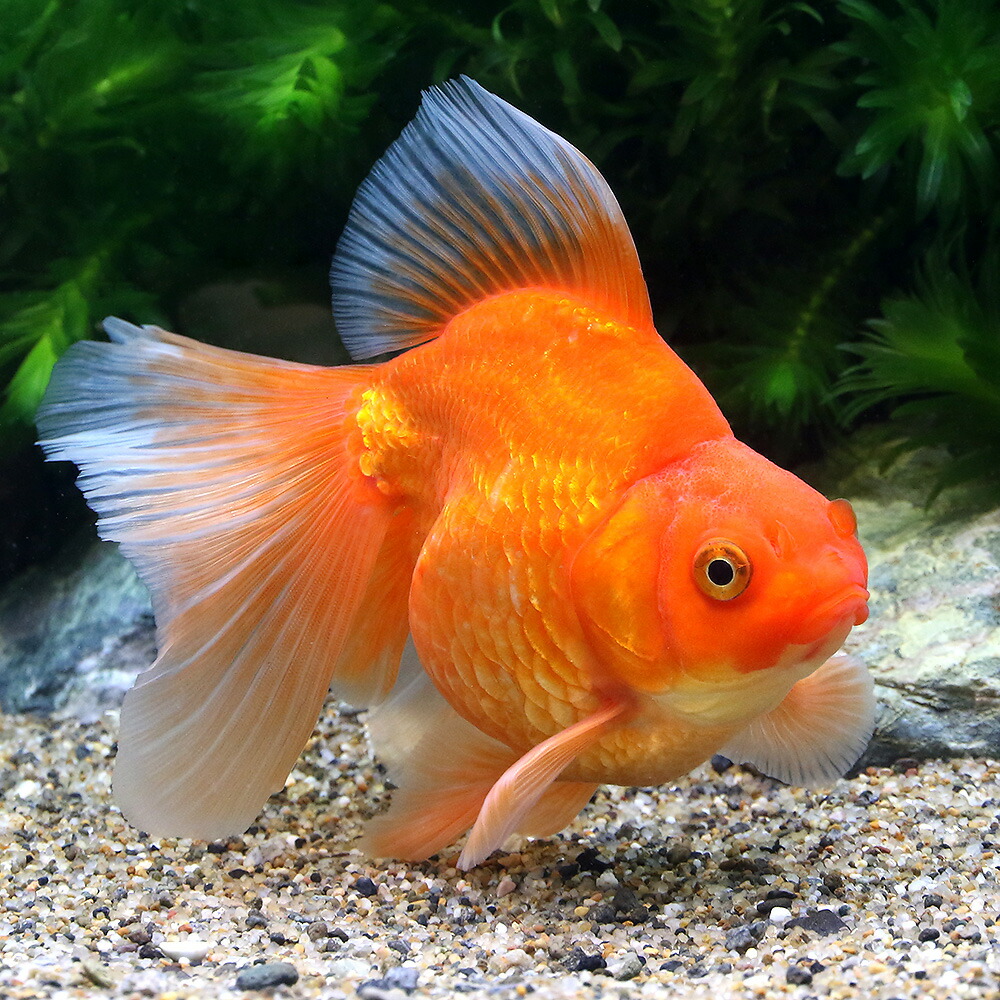 在庫処分大特価 ブロードテール琉金 金魚 一点物 １０ｃｍ 中国産 １匹 北海道航空便要保温 沖縄別途送料 観賞魚