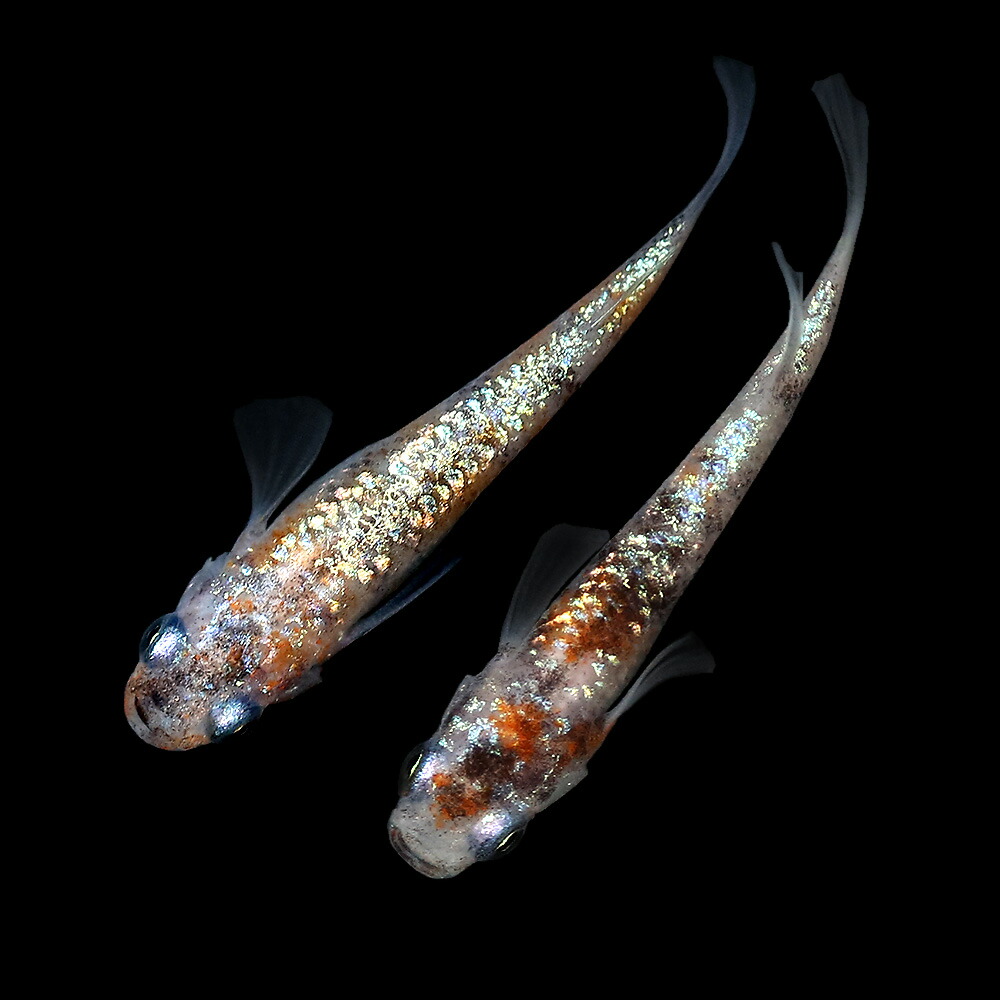 観賞魚 めだか 一点物月華メダカ上州めだか １ペア 沖縄別途送料 Charm 店