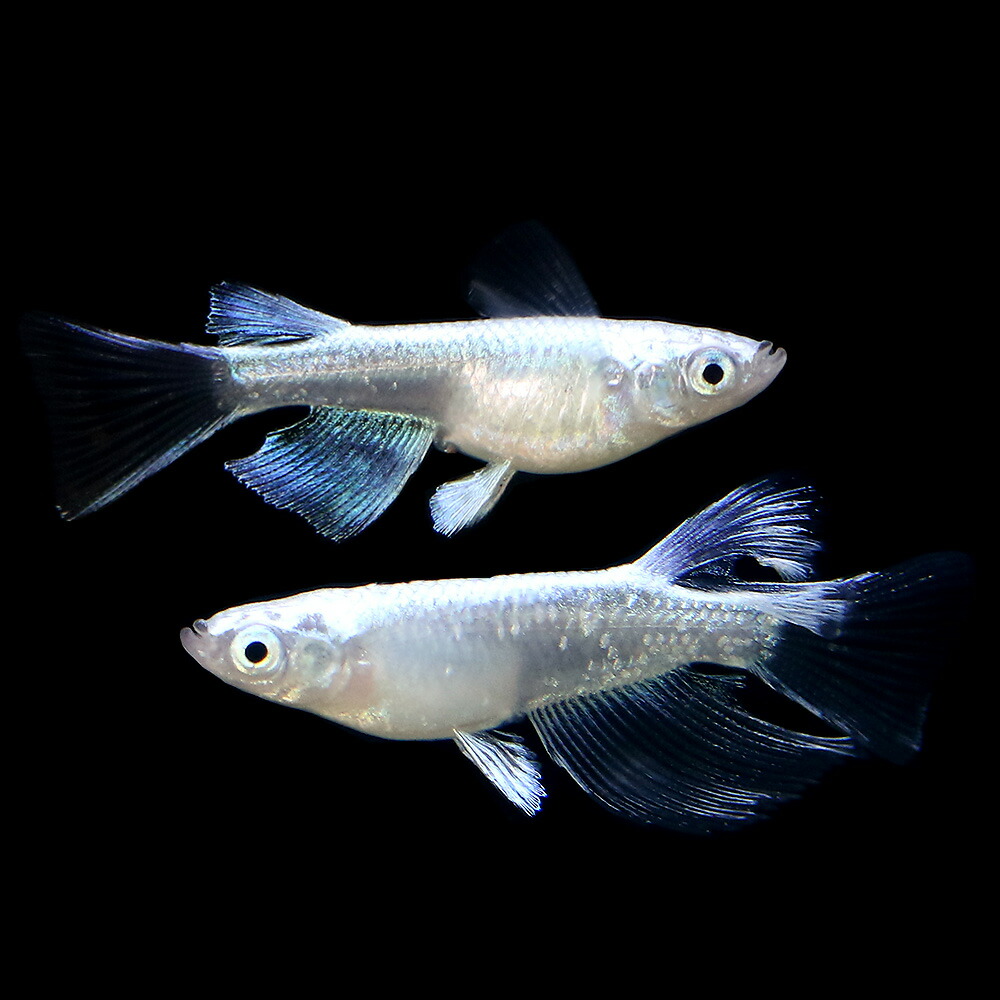 めだか 一点物 プラチナ星河リアルロングフィン 中里氏直系 １ペア 観賞魚 沖縄別途送料 Charm 店